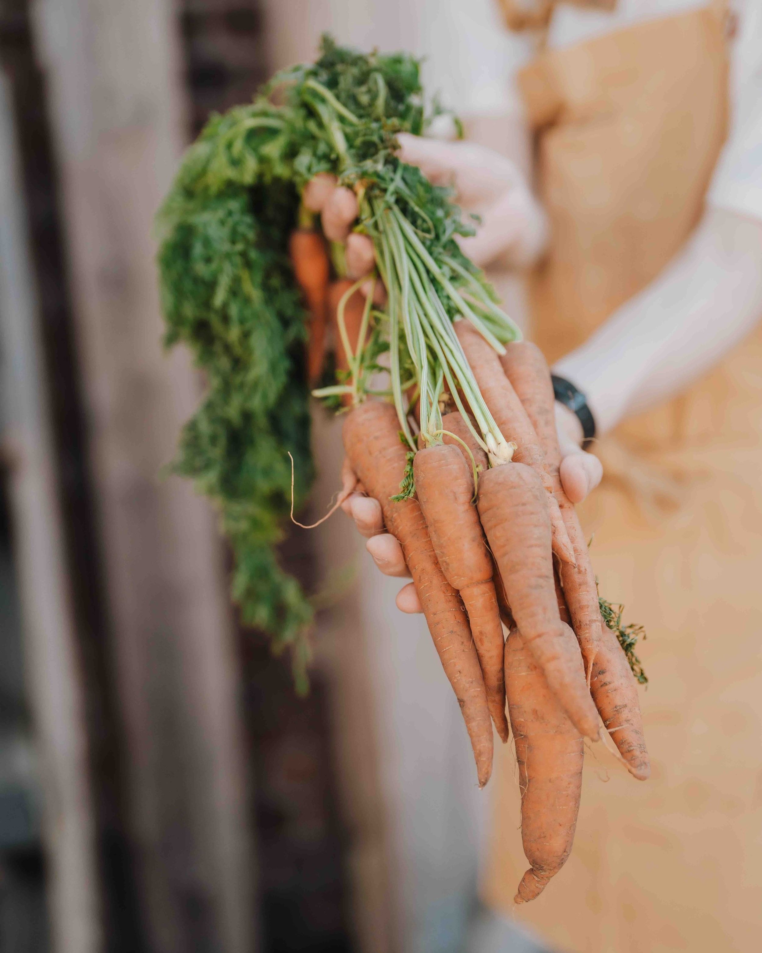 Organic carrots grown on Sturts Farm's biodynamic market garden